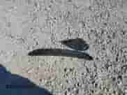 2014 Hyundai Azera Limited с VIN KMHFH4JG4EA399904, выставлен на аукционе Copart как лот 74016624 с пробегом 151 420 миль миль и Списание • Salvage title. История ставок и продаж доступна на DreamBid. Изображение 12.