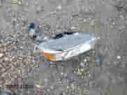 2016 Ram 1500 Limited z VIN 1C6RR7WM4GS125993, wystawiony jako IAAI lot #41394198 z przebiegiem 113 681 mil mil oraz . Historia ofert i sprzedaży dostępna na DreamBid. Obrazek 12.