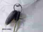 2007 Chevrolet Silverado 2500HD 1LT with VIN 1GCHK23697F554864, listed as a IAAI auction lot 41012105 with 282,817 mi miles and . Bid and sale history available at DreamBid. Image 11.