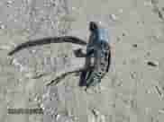 2016 Honda Accord EX-L z VIN 1HGCR3F87GA014405, wystawiony jako Copart lot #84193655 z przebiegiem 188 237 mil mil oraz Szkoda całkowita • Salvage title. Historia ofert i sprzedaży dostępna na DreamBid. Obrazek 12.