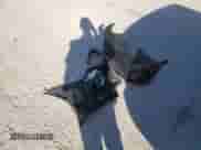 2018 Ram 1500 Tradesman z VIN 1C6RR6KT9JS279842, wystawiony jako Copart lot #44226185 z przebiegiem 129 391 mil mil oraz Nie do naprawy • Non repairable. Historia ofert i sprzedaży dostępna na DreamBid. Obrazek 12.