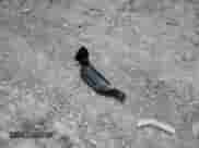 2011 Ram 1500 Sport с VIN 1D7RV1GT5BS643858, выставлен на аукционе Copart как лот 60728195 с пробегом 158 571 миль миль и Чистый • Clean title. История ставок и продаж доступна на DreamBid. Изображение 12.