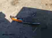 1998 Chevrolet S-10 z VIN 1GCCS1449WK184782, wystawiony jako Copart lot #81575415 z przebiegiem 148 171 mil mil oraz Szkoda całkowita • Salvage title. Historia ofert i sprzedaży dostępna na DreamBid. Obrazek 12.