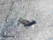 2017 Honda Pilot EX-L z VIN 5FNYF5H7XHB027767, wystawiony jako IAAI lot #42332282 z przebiegiem 50 611 mil mil oraz . Historia ofert i sprzedaży dostępna na DreamBid. Obrazek 12.