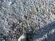 2017 Ford F-150 XL with VIN 1FTEW1EF4HFC71580, listed as a IAAI auction lot 43352168 with 243,317 mi miles and . Bid and sale history available at DreamBid. Image 12.