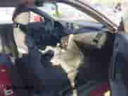 2008 Hyundai Tiburon GS с VIN KMHHM66D58U282754, выставлен на аукционе IAAI как лот 41413249 с пробегом 134 052 миль миль и . История ставок и продаж доступна на DreamBid. Изображение 5.