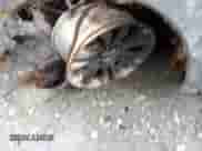 2016 Ram 1500 Longhorn with VIN 1C6RR7PT9GS117992, listed as a Copart auction lot 49469631 with Not provided miles and Non repairable. Bid and sale history available at DreamBid. Image 10.