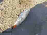 2013 Hyundai Sonata GLS z VIN 5NPEB4AC5DH681524, wystawiony jako IAAI lot #43471314 z przebiegiem 93 396 mil mil oraz . Historia ofert i sprzedaży dostępna na DreamBid. Obrazek 12.