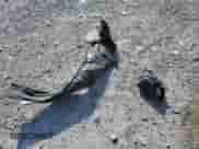 2006 Honda Accord EX-L с VIN 1HGCM66536A056221, выставлен на аукционе Copart как лот 63766965 с пробегом 222 731 миль миль и Списание • Salvage title. История ставок и продаж доступна на DreamBid. Изображение 12.