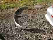 2000 Chevrolet Camaro Z28 z VIN 2G1FP22G9Y2104310, wystawiony jako Copart lot #77654484 z przebiegiem 69 924 mil mil oraz Szkoda całkowita • Salvage title. Historia ofert i sprzedaży dostępna na DreamBid. Obrazek 12.