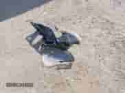 2019 Dodge Grand Caravan GT with VIN 2C4RDGEG8KR674948, listed as a IAAI auction lot 43364462 with 134,158 mi miles and . Bid and sale history available at DreamBid. Image 12.