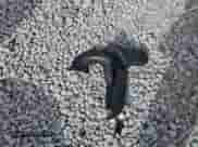 2018 Hyundai Accent Limited с VIN 3KPC34A38JE031087, выставлен на аукционе Copart как лот 56942635 с пробегом 129 692 миль миль и Списание • Salvage title. История ставок и продаж доступна на DreamBid. Изображение 12.