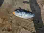 2017 Toyota Sienna LE Auto Access Seat z VIN 5TDKZ3DC4HS858715, wystawiony jako Copart lot #66798095 z przebiegiem 134 643 mil mil oraz Szkoda całkowita • Salvage title. Historia ofert i sprzedaży dostępna na DreamBid. Obrazek 13.