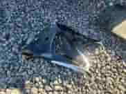 2024 Chevrolet TrailBlazer LS with VIN KL79MMSL9RB196707, listed as a Copart auction lot 80379625 with 4,587 mi miles and Salvage title. Bid and sale history available at DreamBid. Image 12.