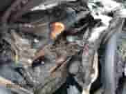 2012 Hyundai Genesis 3.8L with VIN KMHGC4DD0CU196413, listed as a Copart auction lot 68720015 with Not provided miles and Salvage title. Bid and sale history available at DreamBid. Image 9.