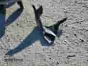 2013 Toyota Camry XLE with VIN 4T1BD1FK6DU090387, listed as a Copart auction lot 80391335 with 242,577 mi miles and Salvage title. Bid and sale history available at DreamBid. Image 12.