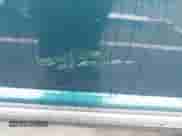 1998 Chevrolet S-10 LS с VIN 1GCCS19X2W8231473, выставлен на аукционе IAAI как лот 41965334 с пробегом 85 048 миль миль и . История ставок и продаж доступна на DreamBid. Изображение 6.