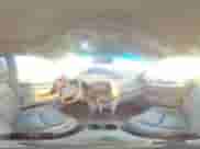 2009 Toyota Sienna XLE с VIN 5TDBK22C09S022368, выставлен на аукционе Copart как лот 81264585 с пробегом 206 000 миль миль и Чистый • Clean title. История ставок и продаж доступна на DreamBid. Изображение 16.