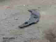 2018 Honda Pilot EX-L z VIN 5FNYF6H5XJB033367, wystawiony jako IAAI lot #43312776 z przebiegiem 181 125 mil mil oraz . Historia ofert i sprzedaży dostępna na DreamBid. Obrazek 12.