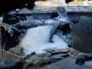 2016 Ram 1500 Big Horn z VIN 1C6RR7LM4GS276031, wystawiony jako Copart lot #44449865 z przebiegiem Nie podano mil oraz Czysty tytuł • Clean title. Historia ofert i sprzedaży dostępna na DreamBid. Obrazek 9.