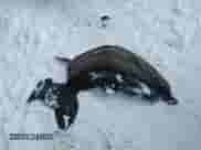 2005 Dodge Dakota SLT with VIN 1D7HW48K15S316393, listed as a IAAI auction lot 41379072 with 207,639 mi miles and . Bid and sale history available at DreamBid. Image 12.