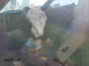 1995 Dodge 1500 with VIN 1B7HF16Y7SS103170, listed as a Copart auction lot 71487015 with 164,080 mi miles and Salvage title. Bid and sale history available at DreamBid. Image 7.