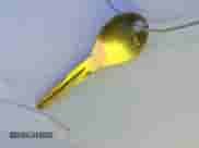 2015 Nissan Note S with VIN 3N1CE2CPXFL391417, listed as a IAAI auction lot 41465498 with 101,573 mi miles and . Bid and sale history available at DreamBid. Image 11.