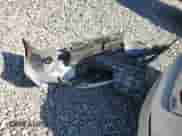 2022 Honda Accord Sport с VIN 1HGCV2F36NA016928, выставлен на аукционе Copart как лот 70915895 с пробегом 15 734 миль миль и Списание • Salvage title. История ставок и продаж доступна на DreamBid. Изображение 12.