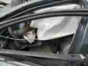 2009 Chevrolet Impala LT z VIN 2G1WT57K791109829, wystawiony jako Copart lot #60800015 z przebiegiem Nie podano mil oraz Szkoda całkowita • Salvage title. Historia ofert i sprzedaży dostępna na DreamBid. Obrazek 7.