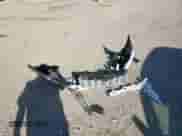 2013 Subaru Forester X Touring z VIN JF2SHAHC2DH412029, wystawiony jako Copart lot #82295635 z przebiegiem 88 432 mil mil oraz Szkoda całkowita • Salvage title. Historia ofert i sprzedaży dostępna na DreamBid. Obrazek 13.