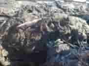 2007 Cadillac Escalade z VIN 1GYEC63877R290030, wystawiony jako Copart lot #80749795 z przebiegiem Nie podano mil oraz Nie do naprawy • Non repairable. Historia ofert i sprzedaży dostępna na DreamBid. Obrazek 9.