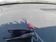 2000 Dodge Neon Highline z VIN 1B3ES46C4YD556519, wystawiony jako IAAI lot #42348856 z przebiegiem 183 923 mil mil oraz . Historia ofert i sprzedaży dostępna na DreamBid. Obrazek 11.