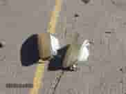 1998 Ford F-150 z VIN 2FTZX1860WCB00134, wystawiony jako IAAI lot #43498351 z przebiegiem 235 031 mil mil oraz . Historia ofert i sprzedaży dostępna na DreamBid. Obrazek 12.