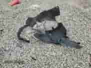 2013 Ford Explorer Sport с VIN 1FM5K8GT7DGC39326, выставлен на аукционе Copart как лот 70043915 с пробегом 144 627 миль миль и Списание • Salvage title. История ставок и продаж доступна на DreamBid. Изображение 13.