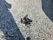 1989 Ford F-150 with VIN 1FTEF15Y8KNA26117, listed as a Copart auction lot 71691125 with 50,687 mi miles and Salvage title. Bid and sale history available at DreamBid. Image 12.