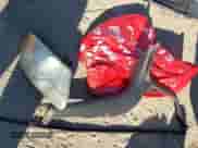 2021 Toyota Camry SE Nightshade z VIN 4T1G11AKXMU405598, wystawiony jako IAAI lot #43286695 z przebiegiem 59 916 mil mil oraz . Historia ofert i sprzedaży dostępna na DreamBid. Obrazek 12.