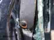 2003 Dodge Dakota SLT z VIN 1D7HL48X83S133929, wystawiony jako Copart lot #71709772 z przebiegiem Nie podano mil oraz Nie do naprawy • Non repairable. Historia ofert i sprzedaży dostępna na DreamBid. Obrazek 10.