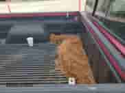 1995 Chevrolet S-10 с VIN 1GCCS1447S8105939, выставлен на аукционе Copart как лот 78418264 с пробегом 10 308 миль миль и Чистый • Clean title. История ставок и продаж доступна на DreamBid. Изображение 10.