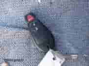 2016 Dodge Grand Caravan American Value with VIN 2C4RDGBG2GR314568, listed as a IAAI auction lot 43485561 with 145,977 mi miles and . Bid and sale history available at DreamBid. Image 11.