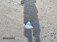 ✅ 2004 Ford Explorer Sport Trac XLS • VIN: 1FMZU77K94UA89637 • Lot: 42133712. Wystawiony na IAAI z przebiegiem 174 293 mil. Bezpłatny archiwum sprzedaży aukcyjnych z USA i szczegółowy raport historii pojazdu na DreamBid. Zdjęcie 12.