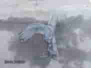 2016 Chevrolet Malibu LTZ z VIN 1G11E5SAXGF105153, wystawiony jako IAAI lot #43159960 z przebiegiem 145 269 mil mil oraz . Historia ofert i sprzedaży dostępna na DreamBid. Obrazek 12.