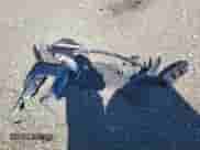 2020 Chevrolet Malibu LT с VIN 1G1ZD5ST9LF010004, выставлен на аукционе Copart как лот 84616915 с пробегом 102 437 миль миль и Списание • Salvage title. История ставок и продаж доступна на DreamBid. Изображение 12.