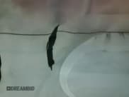 ✅ 2019 Ford Mustang GT Premium • VIN: 1FA6P8CF5K5166787 • Lot: 81135285. Listed on Copart with Not provided. Free auction sales archive from the USA and detailed vehicle history report at DreamBid. Image 10.