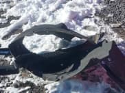 ✅ 2018 Lexus LS 500 • VIN: JTHC51FF5J5005343 • Лот: 41582364. Опубликован ранее на IAAI с пробегом 93 085 миль. Бесплатный доступ к архиву аукционных продаж из США и подробный отчёт об истории автомобиля на DreamBid. Изображение 20.