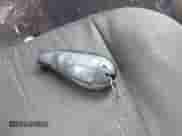 2016 Ram 1500 Big Horn with VIN 1C6RR7GT8GS390650, listed as a IAAI auction lot 42669358 with 161,267 mi miles and . Bid and sale history available at DreamBid. Image 11.