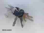 1990 Dodge Dakota z VIN 1B7GL23X0LS642396, wystawiony jako IAAI lot #42359220 z przebiegiem 177 562 mil mil oraz . Historia ofert i sprzedaży dostępna na DreamBid. Obrazek 11.