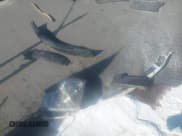 ✅ 2010 Ford F-150 XL • VIN: 1FTFW1EVXAFA79663 • Lot: 43407673. Listed on IAAI with 221,069 mi. Free auction sales archive from the USA and detailed vehicle history report at DreamBid. Image 12.