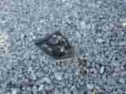 2012 Chevrolet Impala LT Fleet with VIN 2G1WG5E3XC1184564, listed as a Copart auction lot 86266135 with 160,096 mi miles and Salvage title. Bid and sale history available at DreamBid. Image 12.