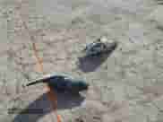 2011 Hyundai Sonata SE с VIN 5NPEC4AC0BH044907, выставлен на аукционе Copart как лот 82311655 с пробегом 246 695 миль миль и Списание • Salvage title. История ставок и продаж доступна на DreamBid. Изображение 12.