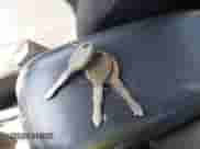 2005 Dodge Neon SXT z VIN 1B3ES56C95D266052, wystawiony jako IAAI lot #42154635 z przebiegiem 130 744 mil mil oraz . Historia ofert i sprzedaży dostępna na DreamBid. Obrazek 11.